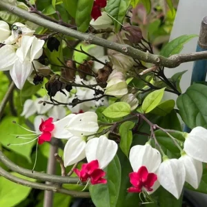 Set of 3 White Bleeding Heart Vine Live Plants (Clerodendrum thomsoniae) 5-9