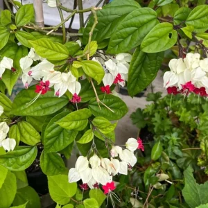 Set of 3 White Bleeding Heart Vine Live Plants (Clerodendrum thomsoniae) 5-9" Tall, Rooted in Soil, No Pot, White Flowers with Red Centers - Image 2