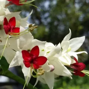 Set of 3 White Bleeding Heart Vine Live Plants (Clerodendrum thomsoniae) 5-9