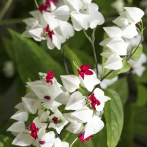 Set of 3 White Bleeding Heart Vine Live Plants (Clerodendrum thomsoniae) 5-9