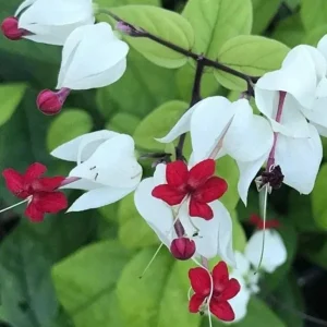 Set of 3 White Bleeding Heart Vine Live Plants (Clerodendrum thomsoniae) 5-9