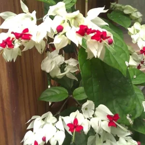 Set of 3 White Bleeding Heart Vine Live Plants (Clerodendrum thomsoniae) 5-9