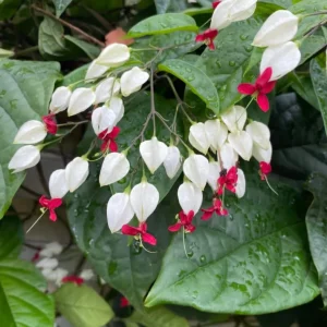 Set of 3 White Bleeding Heart Vine Live Plants (Clerodendrum thomsoniae) 5-9" Tall, Rooted in Soil, No Pot, White Flowers with Red Centers - Image 1