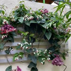 Set of 3 White Bleeding Heart Vine Live Plants (Clerodendrum thomsoniae) 5-9