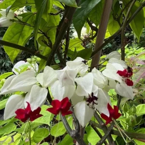 Set of 3 White Bleeding Heart Vine Live Plants (Clerodendrum thomsoniae) 5-9