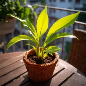 Set of 3 Yellow Turmeric Live Plants, Curcuma longa, 4-6