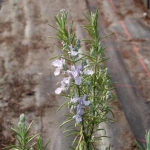 Set of 4 ARP Rosemary Live Plants – 2-5 inch Tall Culinary Herb – Outdoor - Image 2