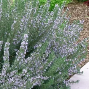 Set of 4 ARP Rosemary Live Plants – 2-5 inch Tall Culinary Herb – Outdoor - Image 3