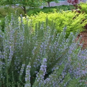 Set of 4 ARP Rosemary Live Plants – 2-5 inch Tall Culinary Herb – Outdoor - Image 4