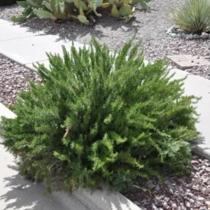 Set of 4 ARP Rosemary Live Plants – 2-5 inch Tall Culinary Herb – Outdoor - Image 5