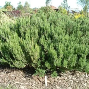 Set of 4 ARP Rosemary Live Plants – 2-5 inch Tall Culinary Herb – Outdoor - Image 6