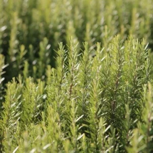 Set of 4 ARP Rosemary Live Plants – 2-5 inch Tall Culinary Herb – Outdoor - Image 7