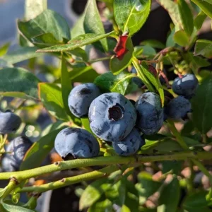 Set of 4 Chandler Blueberry Live Plants - Vaccinium corymbosum - 4-6