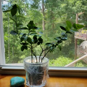 Set of 4 Chandler Blueberry Live Plants - Vaccinium corymbosum - 4-6