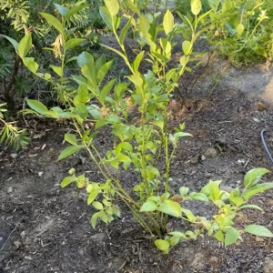 Set of 4 Chandler Blueberry Live Plants - Vaccinium corymbosum - 4-6