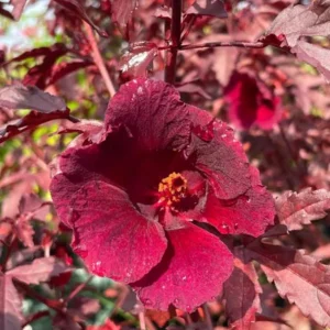 Set of 4 Cranberry Hibiscus Live Plants - 4-6" Tall Red Flowering Tropical Hibiscus - Image 2