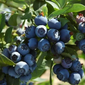 Set of 4 Emerald Blueberry Live Plants (Vaccinium corymbosum) – 4-6” Tall – Southern Highbush Edible Fruit Bush for Warm Climates - Image 3