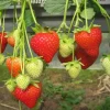 Set of 4 Florida Encore Strawberry Live Plants - Fragaria x ananassa - 4-6" Tall - Edible Fruit Plant - Image 1