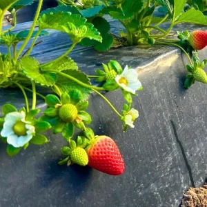 Set of 4 Florida Encore Strawberry Live Plants - Fragaria x ananassa - 4-6