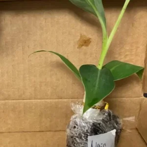 Set of 4 Grand Nain Banana Live Plants – 4-6