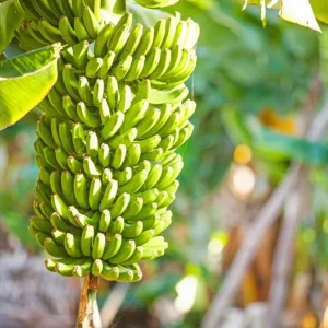 Set of 4 Grand Nain Banana Live Plants – 4-6" Tall Musa Edible Fruit Plant - Image 1