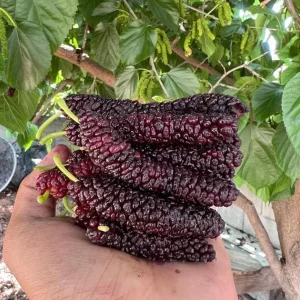 Set of 4 Pakistan Mulberry Live Plants – 6-8" Tall – Edible Fruit Tree Starter Plants - Image 1