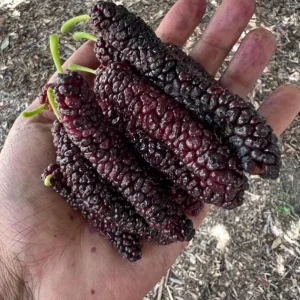 Set of 4 Pakistan Mulberry Live Plants – 6-8