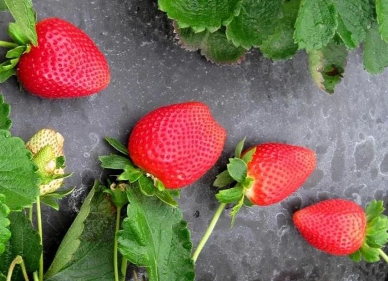 Set of 4 Sweet Sensation Strawberry Live Plants – 4-6" Tall – Edible Fruit - Image 2