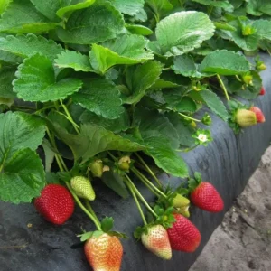 Set of 4 Sweet Sensation Strawberry Live Plants – 4-6