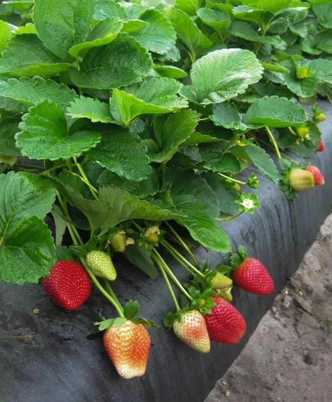 Set of 4 Sweet Sensation Strawberry Live Plants – 4-6" Tall – Edible Fruit - Image 3