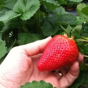 Set of 4 Sweet Sensation Strawberry Live Plants – 4-6