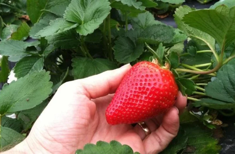 Set of 4 Sweet Sensation Strawberry Live Plants – 4-6" Tall – Edible Fruit - Image 4