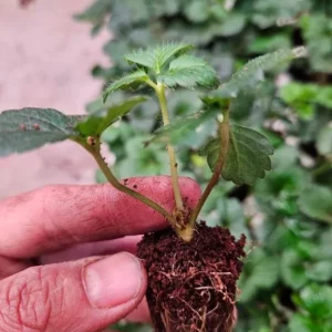 Set of 4 Sweet Sensation Strawberry Live Plants – 4-6