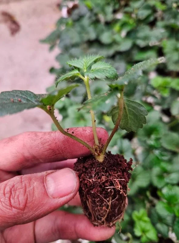 Set of 4 Sweet Sensation Strawberry Live Plants – 4-6" Tall – Edible Fruit - Image 5