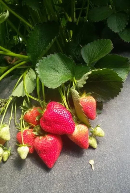 Set of 4 Sweet Sensation Strawberry Live Plants – 4-6" Tall – Edible Fruit - Image 1