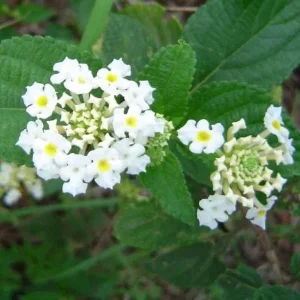 Set of 4 White Trailing Lantana Live Plants – 4-6” Tall – Flowering Groundcover - Image 3