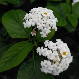 Set of 4 White Trailing Lantana Live Plants – 4-6” Tall – Flowering Groundcover - Image 4