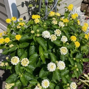 Set of 4 White Trailing Lantana Live Plants – 4-6” Tall – Flowering Groundcover - Image 6