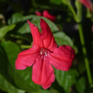 Set of 6 Red Ruellia Live Plants – 3-6" Tall – Rooted – Perennial Flowers – Outdoor - Image 2