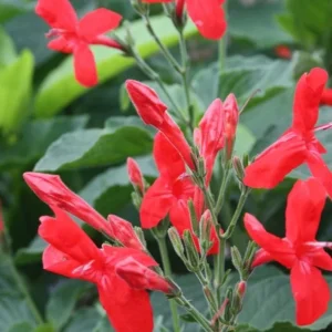 Set of 6 Red Ruellia Live Plants – 3-6
