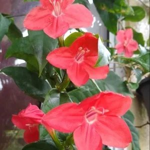 Set of 6 Red Ruellia Live Plants – 3-6