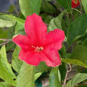 Set of 6 Red Ruellia Live Plants – 3-6