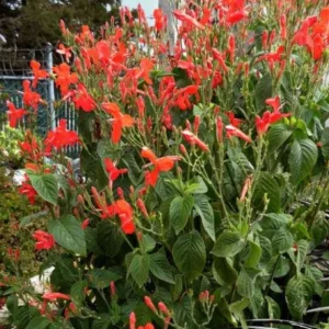 Set of 6 Red Ruellia Live Plants – 3-6