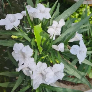 Set of 6 White Ruellia Live Plant Starters – 3-6" Tall – Perennial Outdoor - Image 2