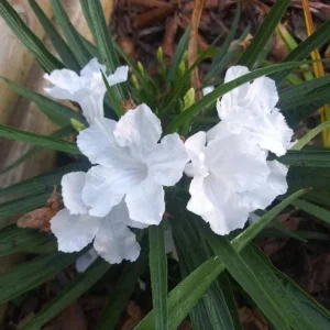 Set of 6 White Ruellia Live Plant Starters – 3-6