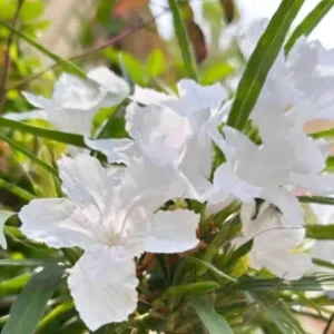 Set of 6 White Ruellia Live Plant Starters – 3-6