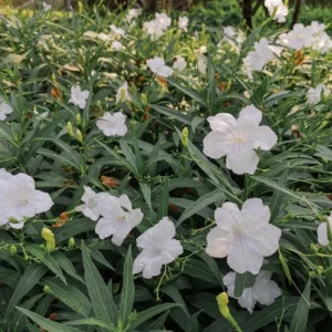 Set of 6 White Ruellia Live Plant Starters – 3-6