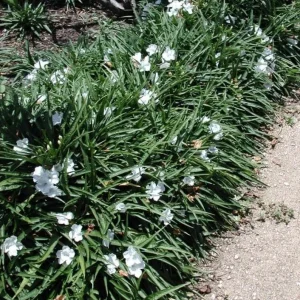 Set of 6 White Ruellia Live Plant Starters – 3-6