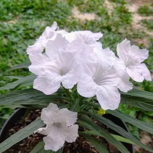 Set of 6 White Ruellia Live Plant Starters – 3-6" Tall – Perennial Outdoor - Image 1