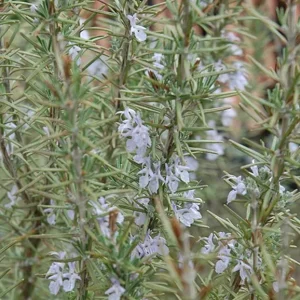 Set of 8 ARP Rosemary Live Plants – 2-5” Tall Starter Culinary Herb for USDA Zones 6-10 - Image 2